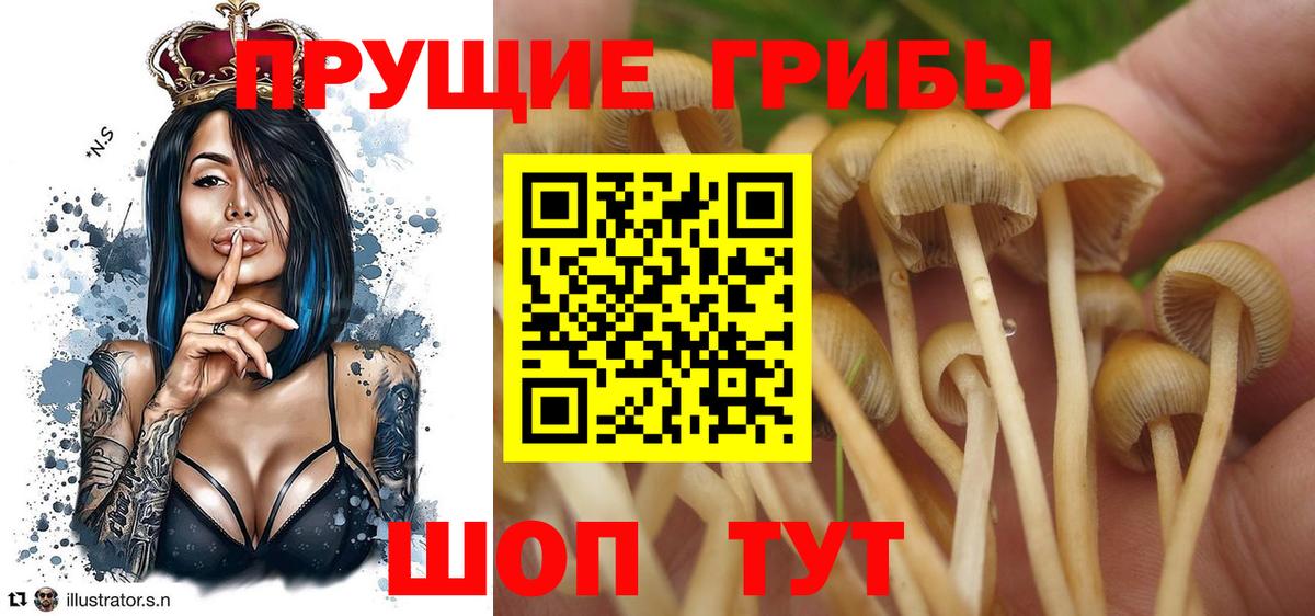 Псилоцибиновые грибы GOLDEN TEACHER  Вход с VPN  Кировск  Галлюциногенные грибы мухоморы 